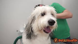 Tibet Terrier Banyosu  Tibetian Terrier Grooming [upl. by Aileon]