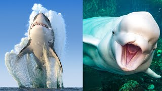 31 Animales Marinos Increíbles y Hermosos🐋 [upl. by Delores]