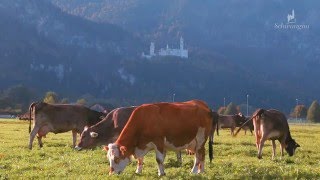 Castle Neuschwanstein  Ein Jahr Schwangau [upl. by Bannon]