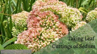 How to Easily Propagate Sedum from Leaf Cuttings Autumn Joy and Other Succulents [upl. by Ahsiyn]