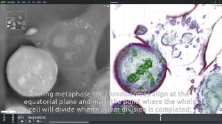 Mitosis mouse ESCs [upl. by Kynan]