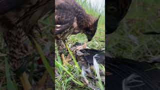 Sorry It’s a natural 😢🦅 eaglehawk birds eagle hunting eaglehunting huntingbirds [upl. by Mixie]