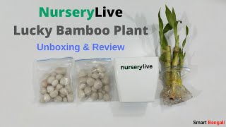 NurseryLive Lucky bamboo plant Unboxing amp Review [upl. by Adnihc]