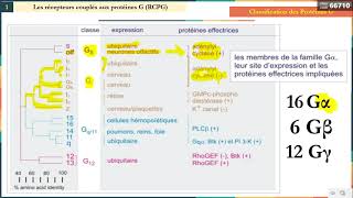 Leçon 12  Voie de Signalisation 1  Récepteurs Couplés à la Protéine G 1 [upl. by Esekram55]