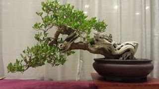 Buttonwood Bonsai Tree [upl. by Anahpos]