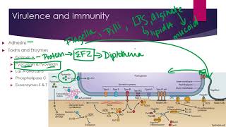 Pseudomonas [upl. by Jocelyn229]