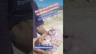 Halite Crystal Collecting in Searles Valley CA rockhounding crystals shorts [upl. by Ttoile]