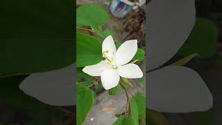 Bauhinia acuminata nature gardenplants [upl. by Matthews]