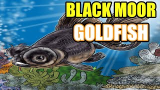 Black Moor Goldfish Care And Info  All About The Black Moor [upl. by Relyat]