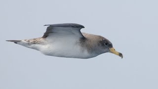 Cagarro or Corys shearwater  Weird Sounding Night Bird on the Azores [upl. by Jannery]