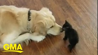 Golden retriever tries to be kittens furriend l GMA [upl. by Emanuele]