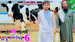 Bilal cattle and Dairy Farm  HF Heifers And Milking cows  Dach cow  Pk Janwar Mandi  3 July 2024 [upl. by Annayat]