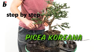 PICEA KOREANA Removing branches [upl. by Gilpin607]