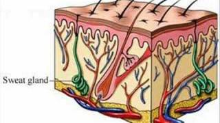 Excretory System [upl. by Helbonnas]