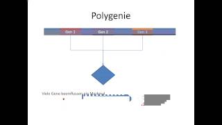 Chrashkurs Genetik  Begriffe  Pleiotropie und Polygenie [upl. by Emiaj]