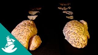 Brain the last Enigma full documentary [upl. by Bajaj]