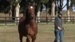 Tao of Horsemanship  Natural Horsemanship Training  DVD series [upl. by Silecara434]