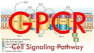 GPCR Cell Signaling Pathway Simplified [upl. by Uel190]