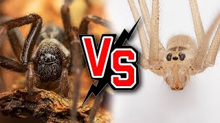 Daddy longlegs Spider Vs Black House Spider A Deadly Encounter [upl. by Uel740]