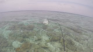 Fishing Session In The Maldives With Giant Needlefish Attack [upl. by Finny]