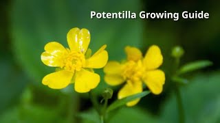 Potentilla Growing Guide by GardenersHQ [upl. by Macknair182]