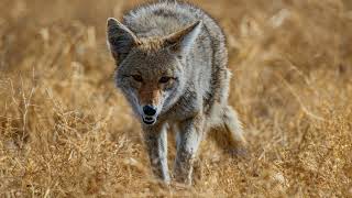 How coyote looks like  Coyote facts  Coyote food  Coyote for kids [upl. by Barthold]