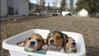 Tiny Miniature Pocket Beagle Cute Puppies For Sale Playing Bath Time and Shots Meet Breeder [upl. by Aniluj6]