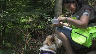 Wolfsrudelch  Mantrailing Training im Wald Spürhunde folgen Spur ihrer Versteckperson [upl. by Grannia]