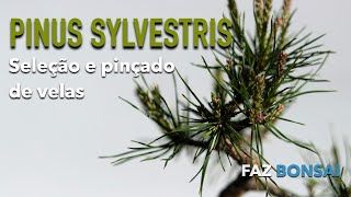 Pinus Sylvestris  seleção e pinçado de velas [upl. by Aratihc]