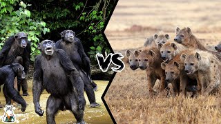 CHIMPANZEE FAMILY VS HYENA PACK  Who Would Win [upl. by Burlie]