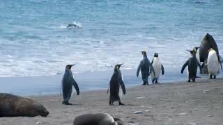 Salisbury Plain Beach South Georgia Island [upl. by Elocyn]