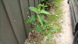 How to Plant Common Milkweed [upl. by Artema]