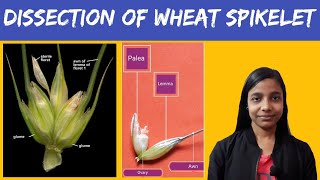 Dissection of Wheat Spikelet  in english   Family Graminae  Family Poaceae [upl. by Asiek]