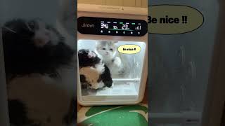 Look how excited they are in a afterbath XD jirpet petdryer petgrooming catsoftiktok [upl. by Halland]