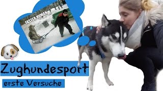 Erste Versuche beim ZUGHUNDESPORT am Fahrrad I Schlittenhund I Husky I KENJI ☆ I ellylicious♡ [upl. by Lexy]