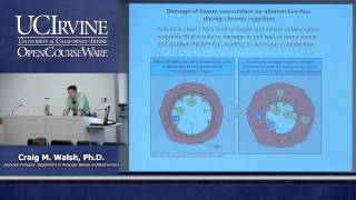 Biological Sciences M121 Immunology with Hematology Lecture 26 Transplantation and Alloimmunity [upl. by Okihcas]