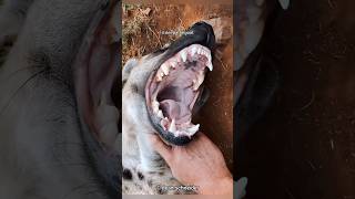 This Is Why Hyenas Laugh [upl. by Ariat]