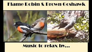 Flame robin and Gosshawk Music and Birds No2 2 [upl. by Lewellen]