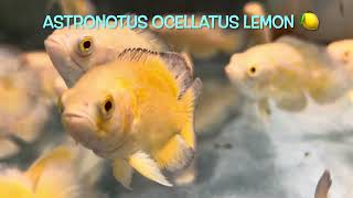 Astronotus ocellatus LEMON 🍋 [upl. by Nivlem347]