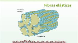 5 Fibras Reticulares y Elásticas [upl. by Anaiuq]