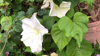 Ipomea alba Moon Flower [upl. by Sachsse]