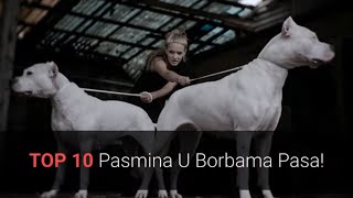 Borbe Pasa – Top 10 Pasmina Pasa Koje Su Se Koristile U Borbama Pasa 🐕 [upl. by Asi]