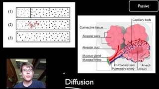 Transport Across Cell Membranes [upl. by Navnod236]