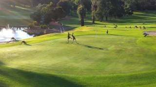 Boxing Kangaroos in Australian golf course [upl. by Goodson]