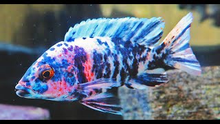 Malawi Cichlids tank  Malawi Buntbarsche Aquarium [upl. by Alliuqal]