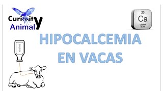 HIPOCALCEMIA EN VACAS Fisiopatología tratamiento y como entender esta patología [upl. by Ibbison940]