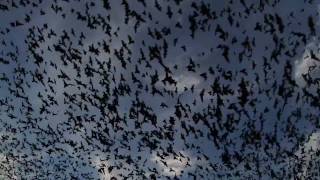 The Extreme Nature of Bats [upl. by Paulo]