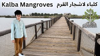 Kalba Mangroves [upl. by Elamor]