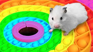 🐹 Hamster Escapes the Rainbow POP IT Maze OBSTACLE COURSE [upl. by Maziar]