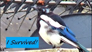 Injured Magpie Fledgling UPDATE  Miraculous Recovery  Balcony Bird Table [upl. by Linetta485]